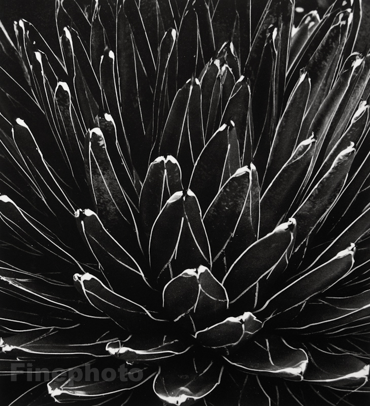 1945/92 HORST Vintage Botanical AGAVE Plant Mexico Abstract Photo Gravure Art