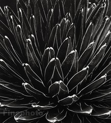 1945/92 HORST Vintage Botanical AGAVE Plant Mexico Abstract Photo Gravure Art