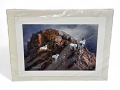 Shane Lamb Red Rock Rams Dall Sheep Signed Photo Denali Polychrome Pass Art AP