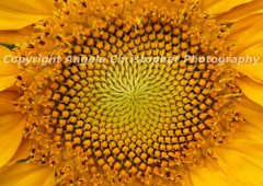 Original ACEO 2.5 x 3.5 in. photo fine art print SUNFLOWER CENTER flower yellow