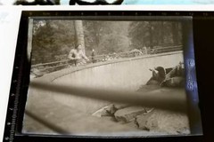 Two great old negatives unknown to me zoo brown and polar bear enclosure 1920s-30s