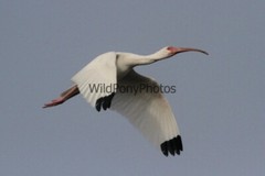 Ibis Photo, Pick One Image – Various Sizes