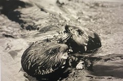 Tom Weber’s Cannery Row Sea Otter Photography.