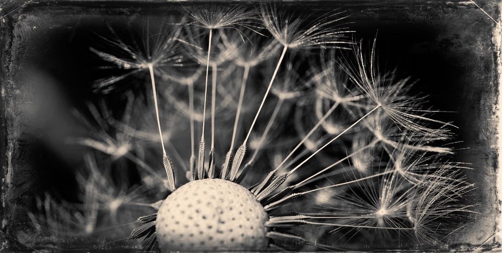 Dandelion 2 J Edwards Original Art Tintype Limited Series From Artist C016