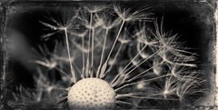 Dandelion 2 J Edwards Original Art Tintype Limited Series From Artist C016