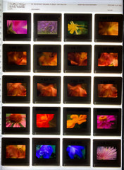 ALAN PAPPE Original 35mm Color Slide Transparency Collection Art Photography 197