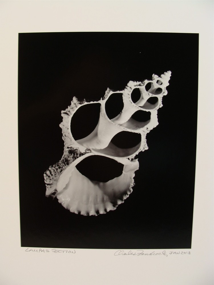 Original 2018 Charles Fendrock Lampas Shell Photograph