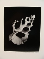 Original 2018 Charles Fendrock Lampas Shell Photograph