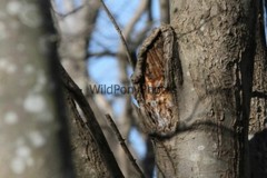 Screech Owl Photo, Pick One Image – Various Sizes