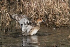 Pintails Photo 1, Pick One Image – Various Sizes