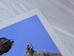 RARE John B. Spohrer, Jr. Signed Osprey Catfish Print Florida’s Forgotten Coast