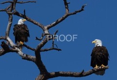 Color print of two American bald eagles