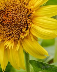 Sunflower Flower Photograph with Canvas Texture on Styrene Board Wall Art 11×14