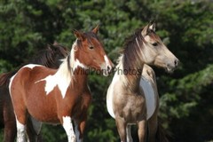 Chincoteague Pony Photo -Stallion Tidewater Twist- Pick One Image -Various Sizes