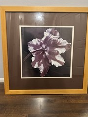 Parrot Tulip II, By John Kelly (Framed Photograph)