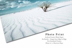 Yucca Plant Photography Print: New Mexico White Sands Desert Southwest Photo