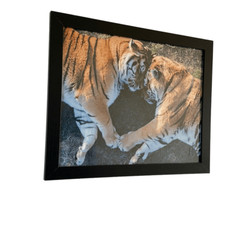 Tiger Love Photography Print 16×24 (2of3)