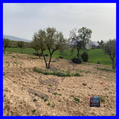 Olive Trees and Green Fields in Siliana – Perfect for Nature and Landscape – 21