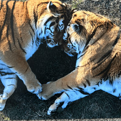 Tiger Love Photography Print 16×24 (2of3)