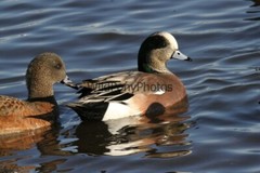 American Widgeon Photo, Pick One Image – Various Sizes