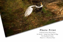 Great Egret Photography Print: Louisiana Swamp Water Bird Wildlife Nature Photo