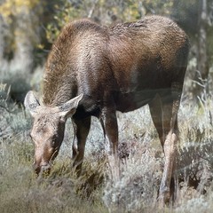 Signed Art Photography – Moose with Calf Wildlife Print – Duoznew