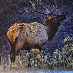 Nature Art Photography – ELK in Yellowstone winter – Signed Wildlife Print