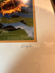 Vintage Framed Barry Kaplan Sunflower II Framed Photograph Dated 1995