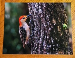 Red-bellied Woodpecker Photo Print 8.5×11 – Nature Coast Botanical Gardens, FL –