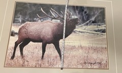 Yellowstone Park ~ Bugling Elk #620/950 ~ 1984 ~ Thomas Mangelsen