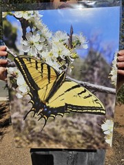 12×16 Swallowtail Butterfly Photography Art Print