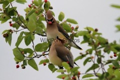 Cedar Waxwing Photo, Pick One Image – Various Sizes