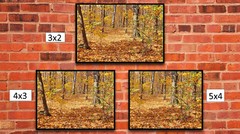 Fall Forest Leafy Ground 1, High Resolution Image, Many Formats, TV Art