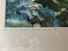 Diane Dre Signed Matted Color Landscape Photograph «Blue Feather Hydrangea»