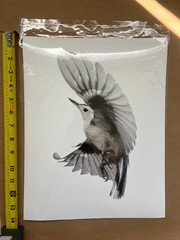 Paul Nelson Photograpy, Wild Birds Flying, White-Breasted Nuthatch