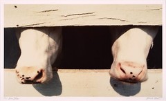 David SOSE «4 Flies», Cows, Fine Art Photography Signed Numbered Framed — AP