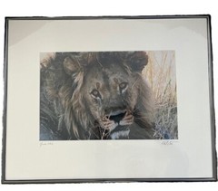 Africa Lion Wall Art Rare Photograph of Lion Africa Art Framed Signed and Dated