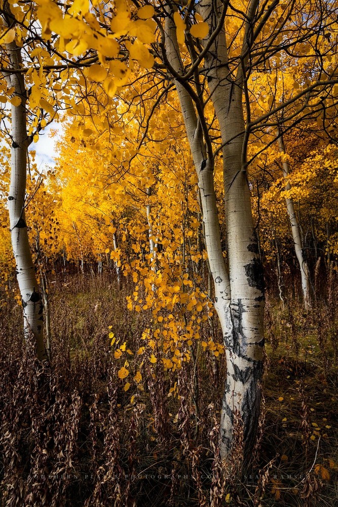 Forest Photography Print – Vertical Picture of Aspen Trees in Wyoming