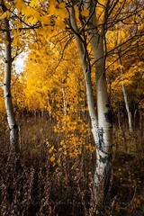 Forest Photography Print – Vertical Picture of Aspen Trees in Wyoming