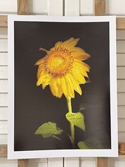 Landscape photograph- Yellow Sunflower 8.5×11