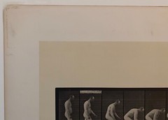EADWEARD MUYBRIDGE authentic 1887 collotype ANIMAL LOCOMOTION PLATE 218 – lewitt