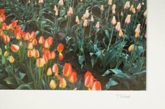 Tom Adams Photography Field of Tulips Wooden Shoe Farm Oregon Photo Art 11X14