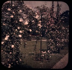 Rose Flowers Garden C1910 Photo Stereo Glass Autochrome Vintage §fn2