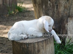 Original ACEO photo fine art print 2.5 x 3.5 in. WHITE BABY GOAT kid farm animal