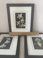 Floral Art Prints 35mm Photographs Framed Art Signed Randall Shedd Set Of 3