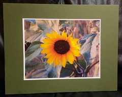Matted Photograph: Sunflowers 2