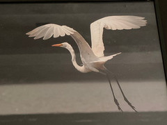 2 Black Framed Great Egret Art Photographs © 2006 by Kenneth Lapikockij 13×11