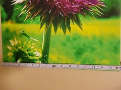 Canvas Photo Bee Landing on Wild Thistle, 16×20 Ltd Ed. Signed Gallery Wrapped