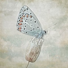 Blue Butterfly fine art photography print, Babies room, Girls room.