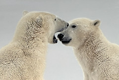Polar Bears Sparring Photograph Print, signed, sealed in plastic 13″ x 19″